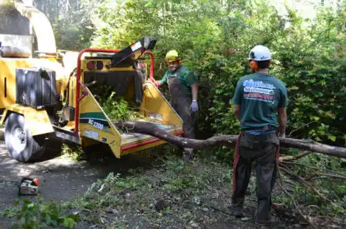 tree services Saybrook